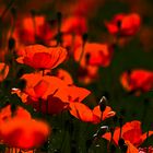 Mohn