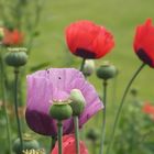 Mohn