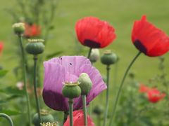 Mohn