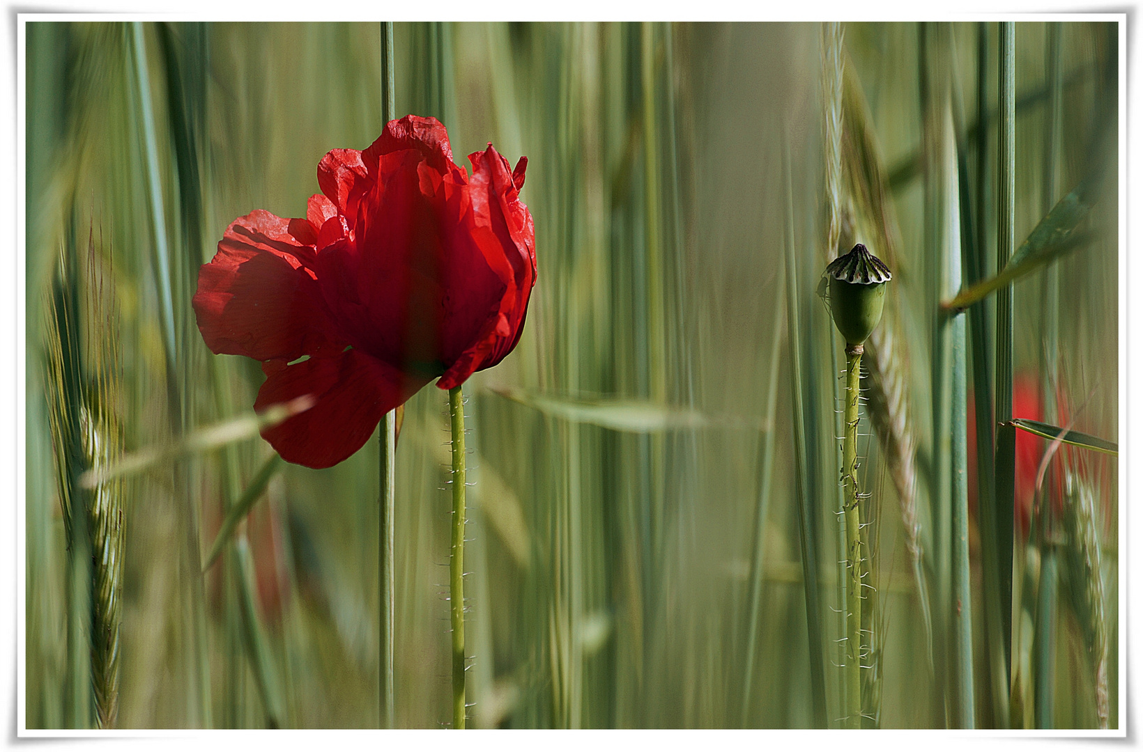 Mohn