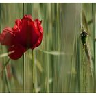 Mohn