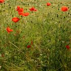 Mohn