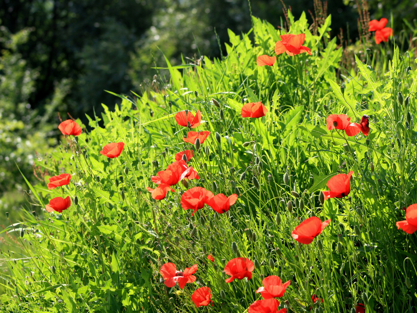 Mohn