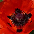 Mohn