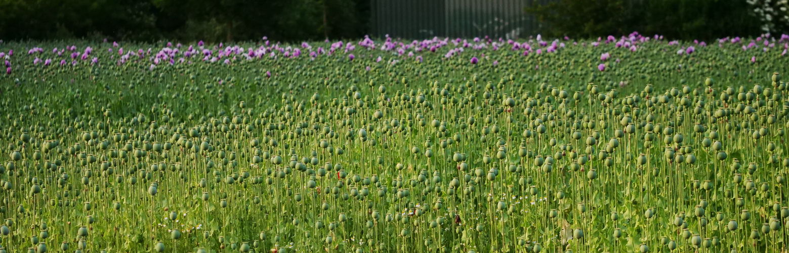 Mohn