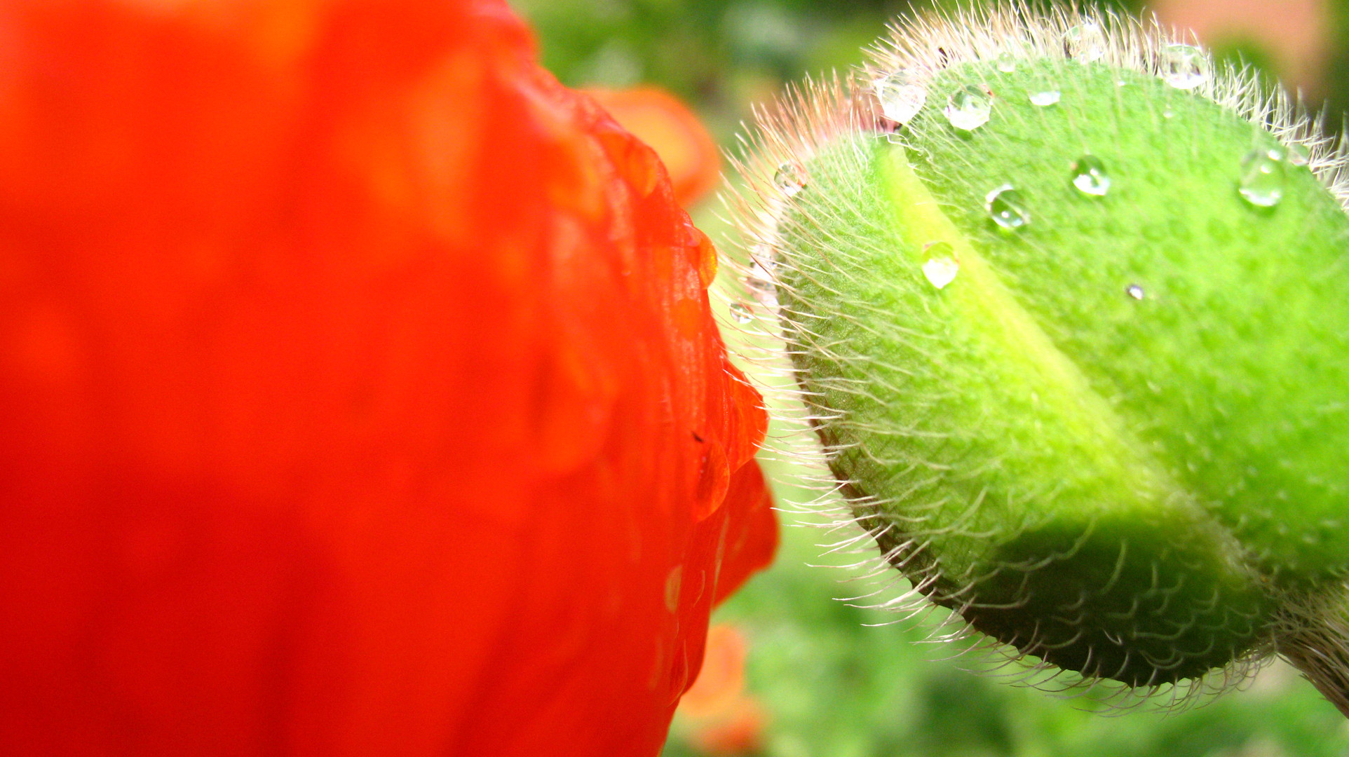 Mohn