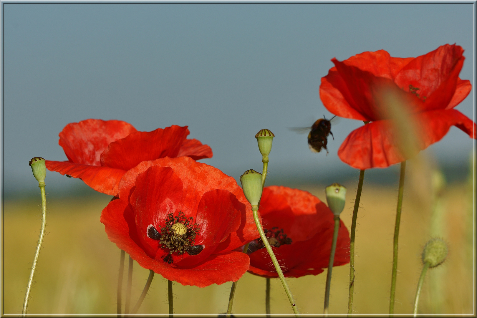 Mohn