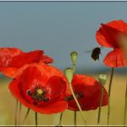 Mohn