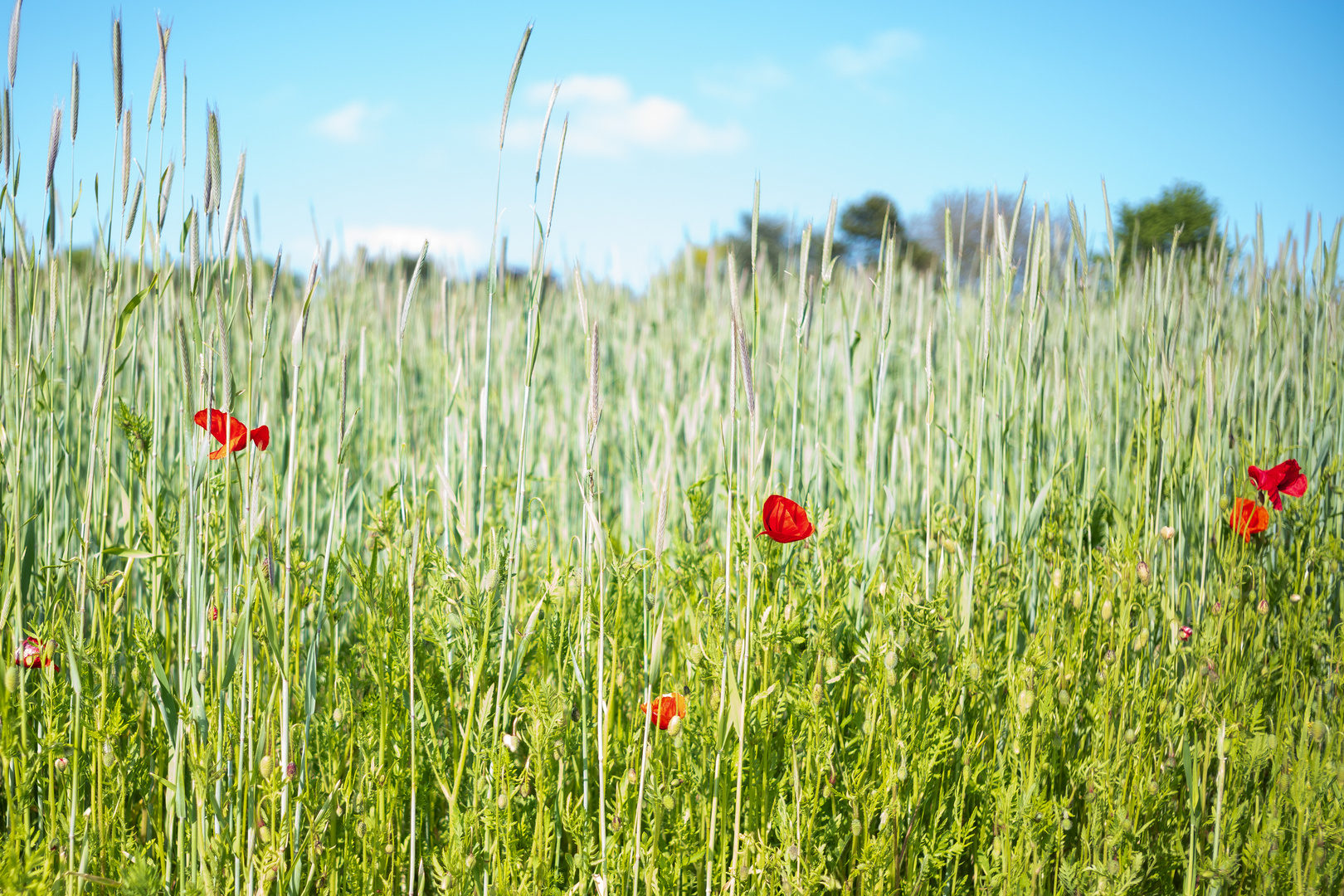 Mohn