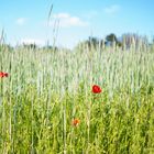 Mohn