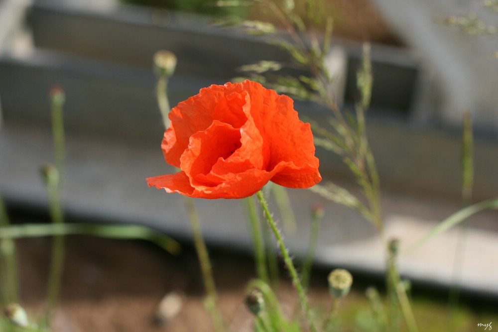 Mohn