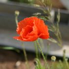 Mohn