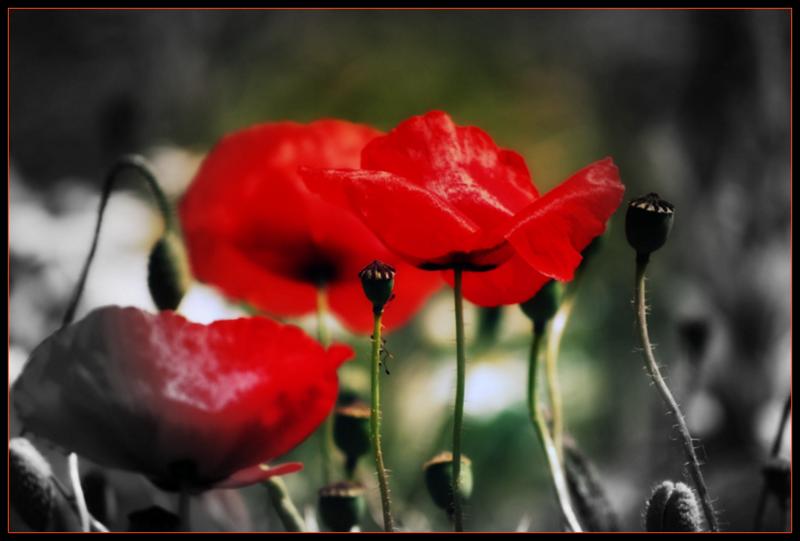 MOHN