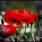 MOHN