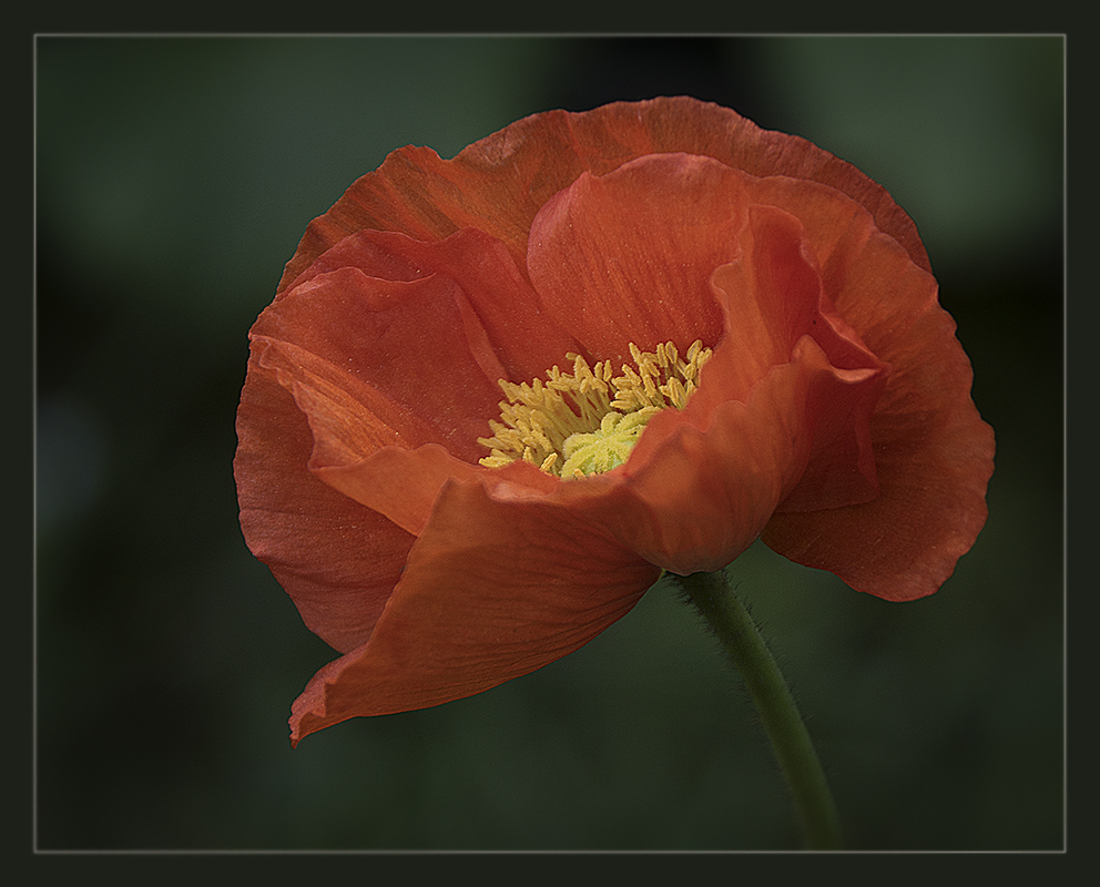 Mohn