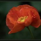 Mohn