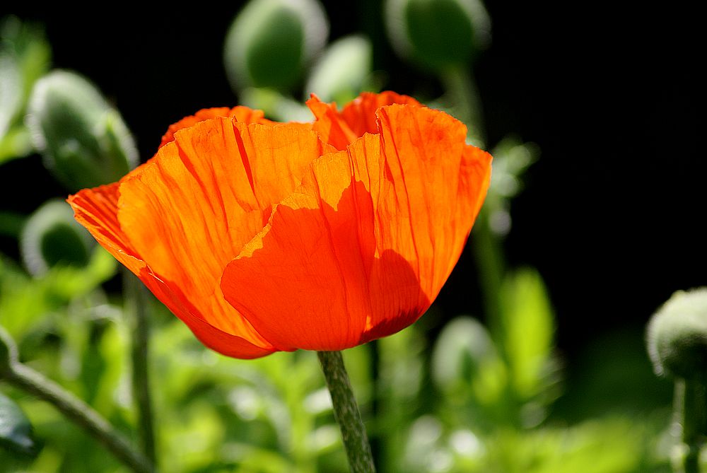 Mohn