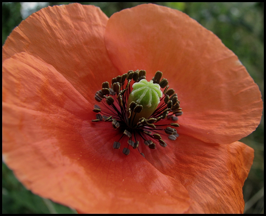 * Mohn *