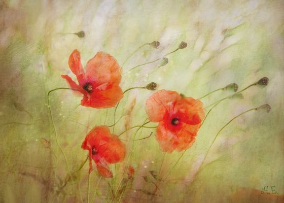 Mohn