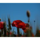 Mohn