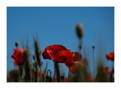 Mohn