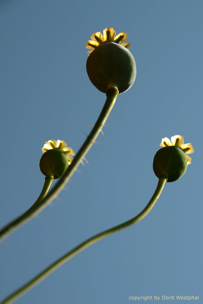 Mohn