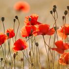 Mohn