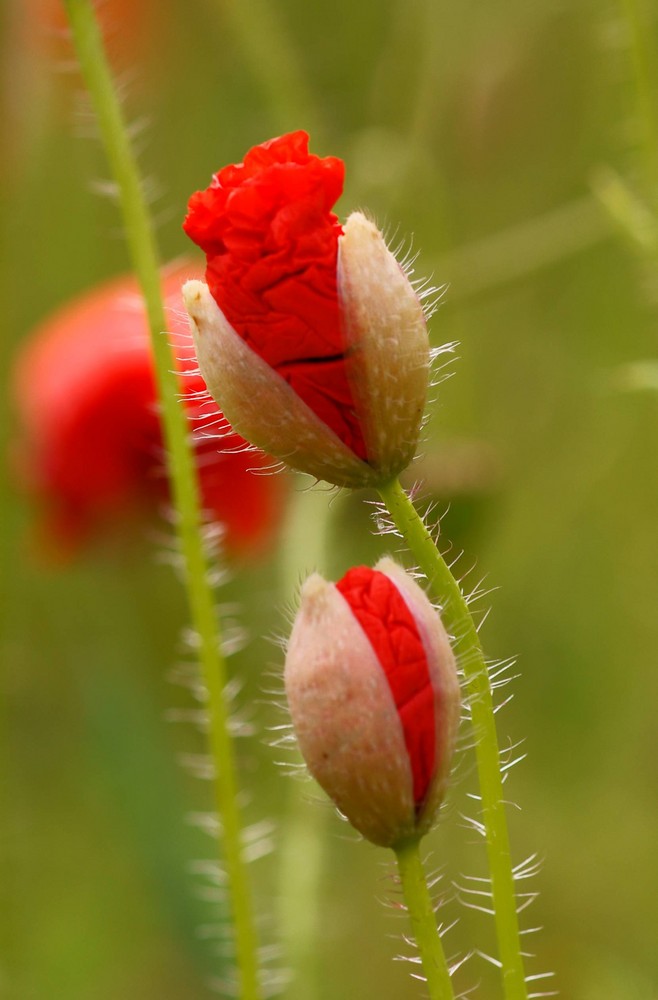 Mohn