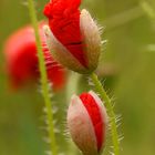 Mohn