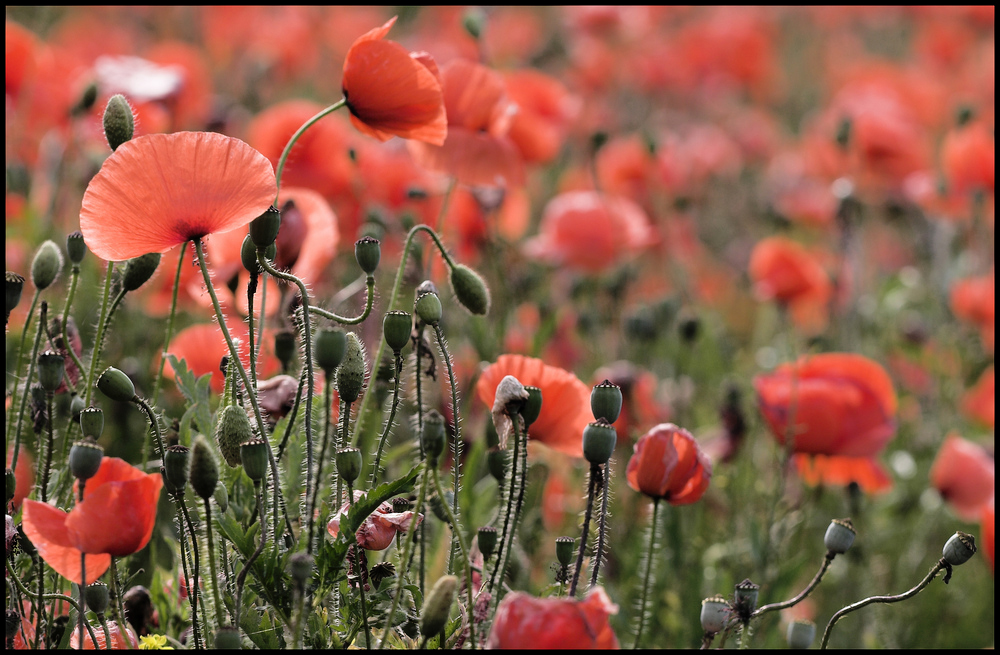 Mohn