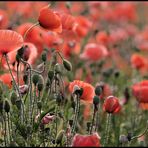 Mohn