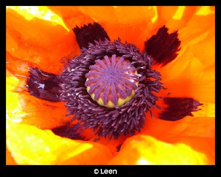 Mohn