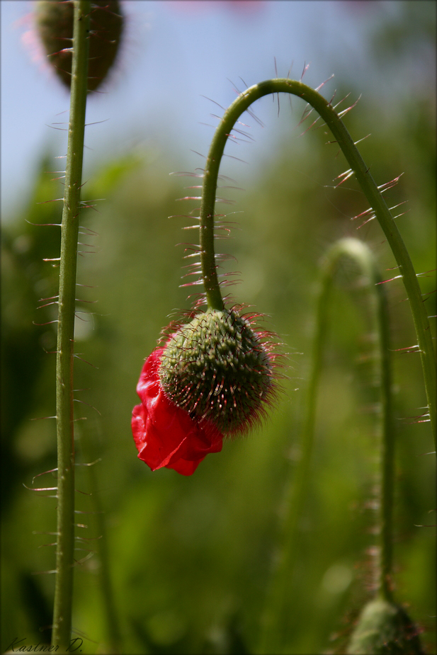 moHn