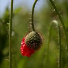 moHn