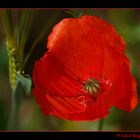 Mohn