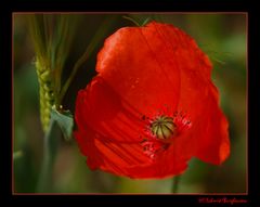 Mohn