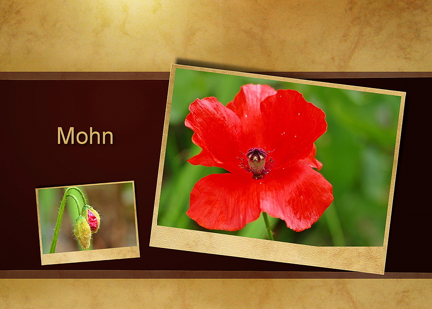 Mohn