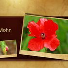 Mohn