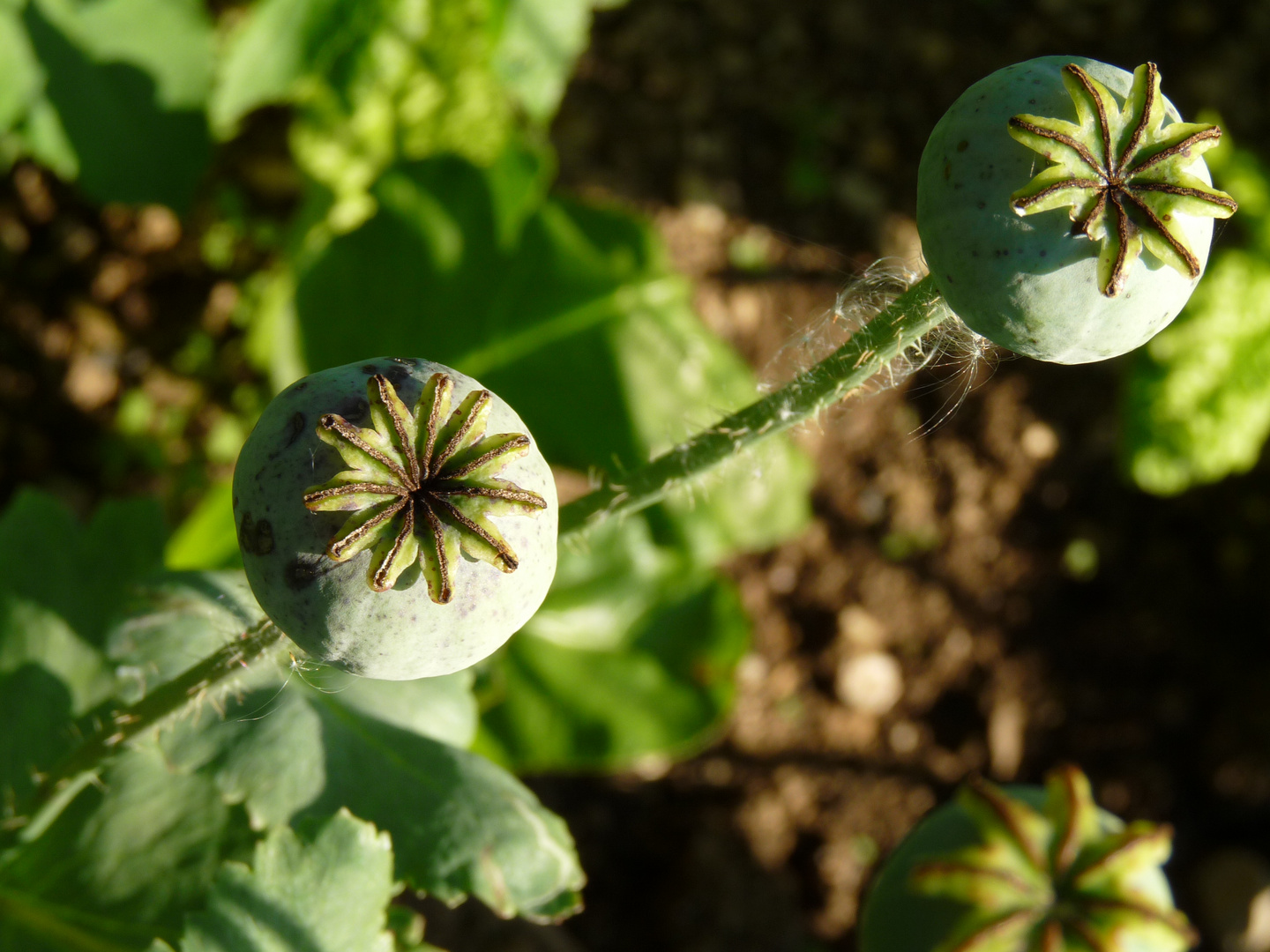 Mohn