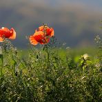 Mohn