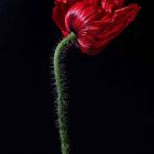 Mohn