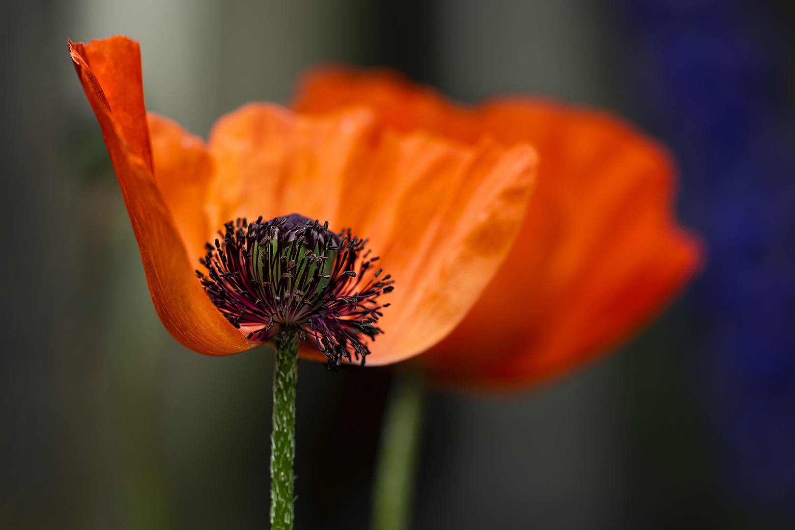 Mohn