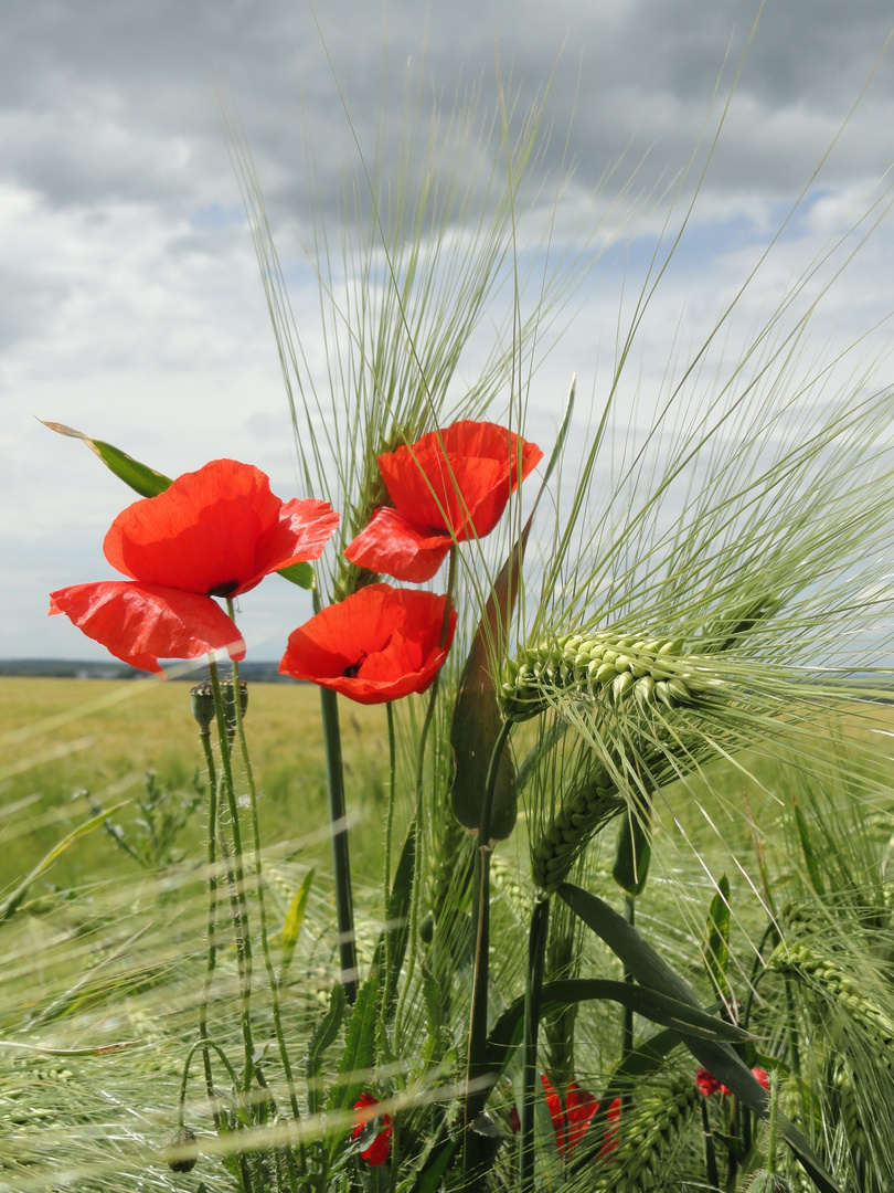 mohn