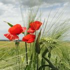 mohn