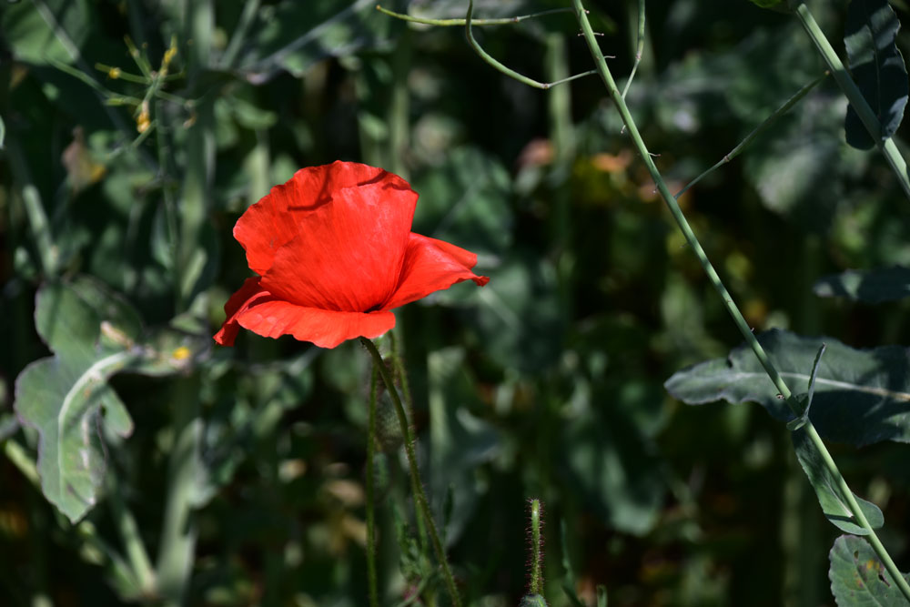 Mohn