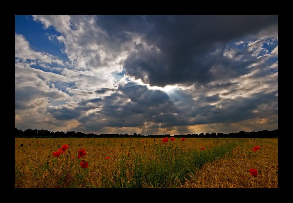 Mohn