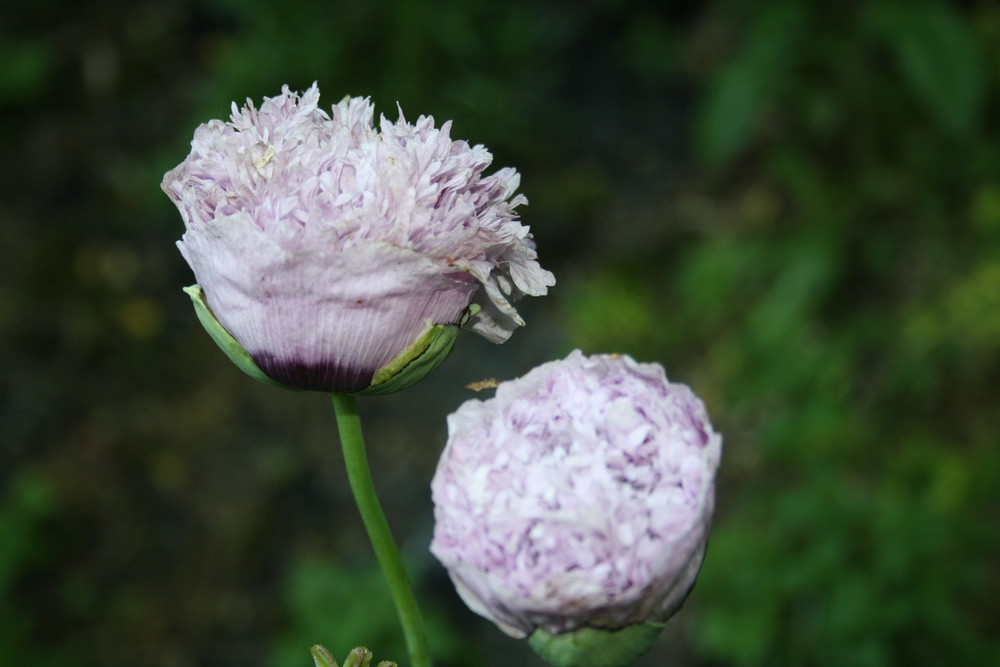 Mohn?!