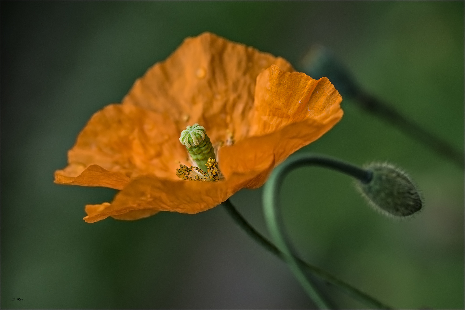 Mohn