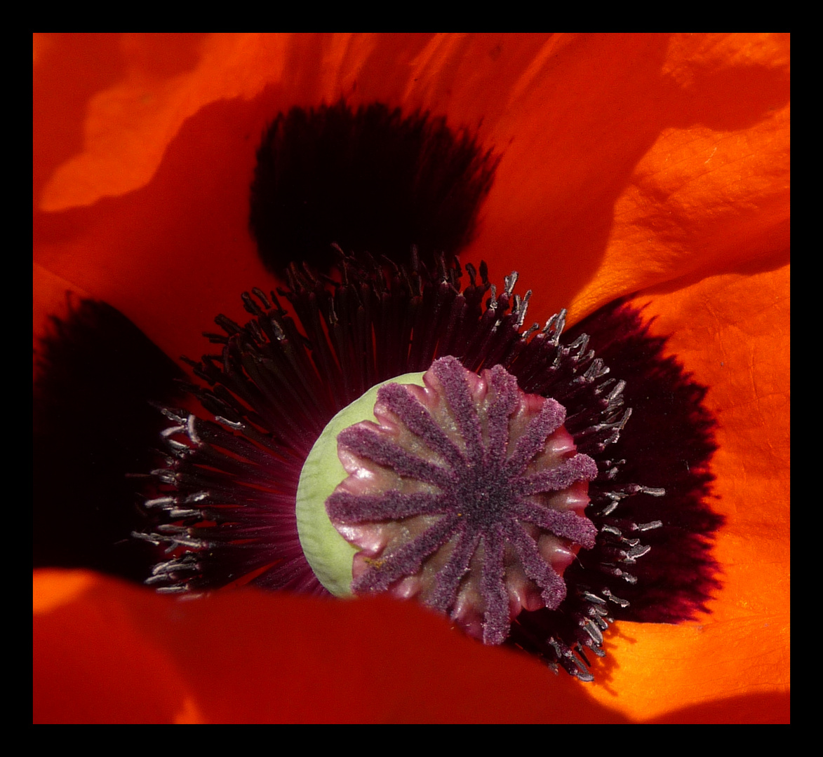 Mohn