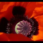 Mohn